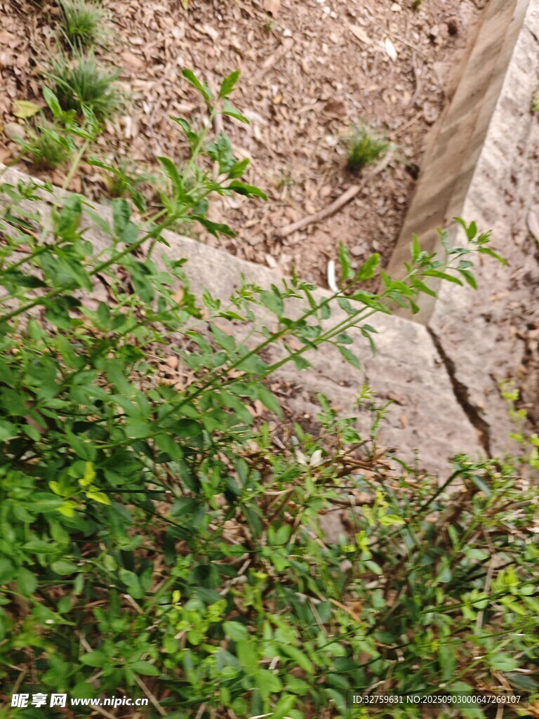 石缝间的蓬勃绿植