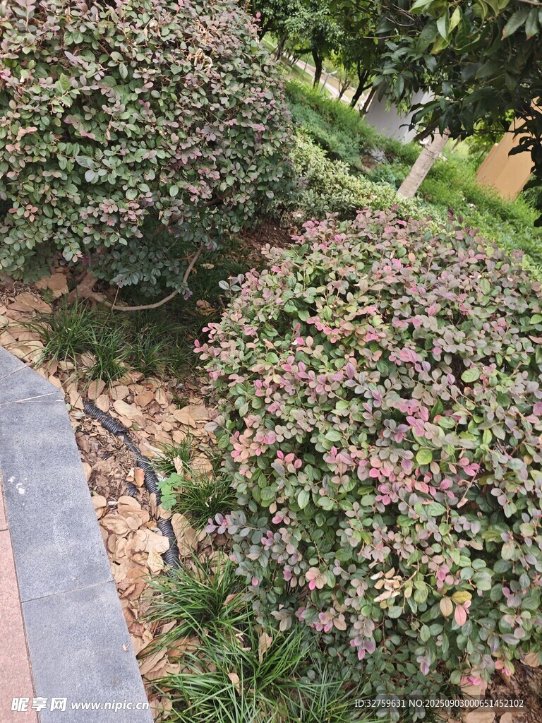 路边繁茂的绿植灌木