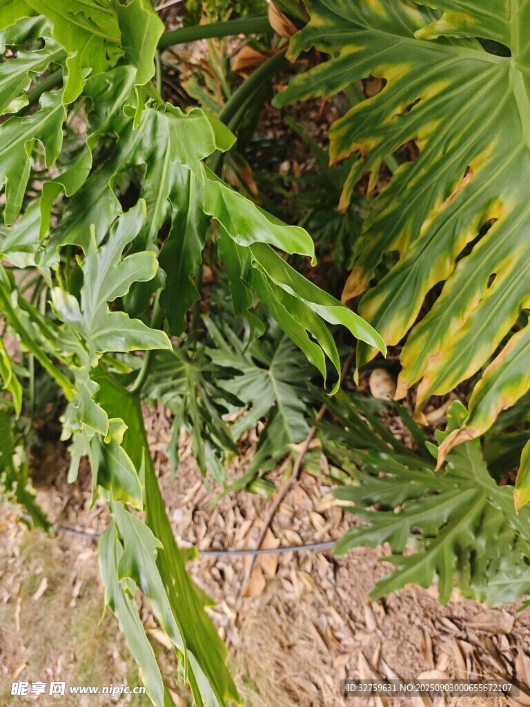 翠绿繁茂的热带植物景观