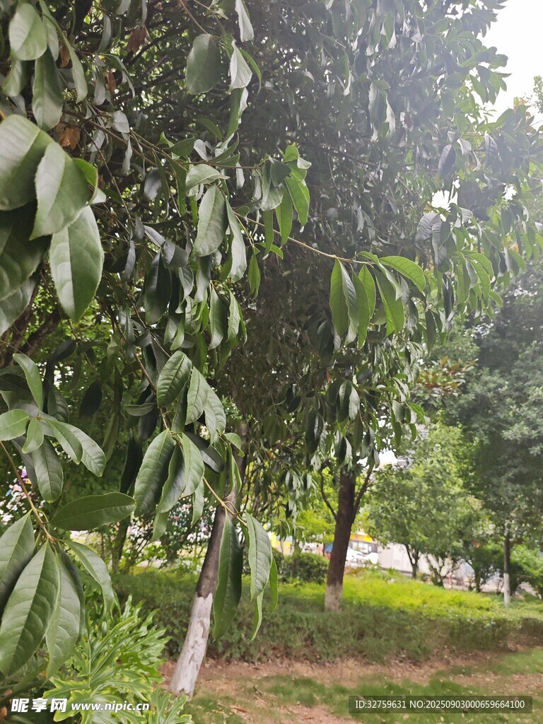 绿树成荫的清新户外景致