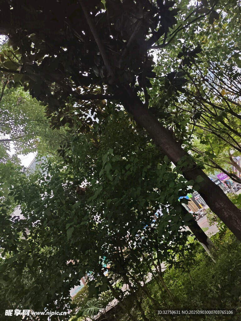 茂密树林中的阳光洒落