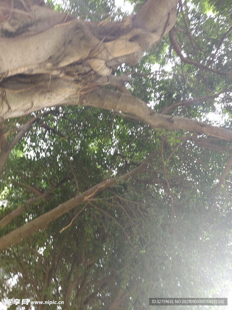 仰视茂密树林中的树干
