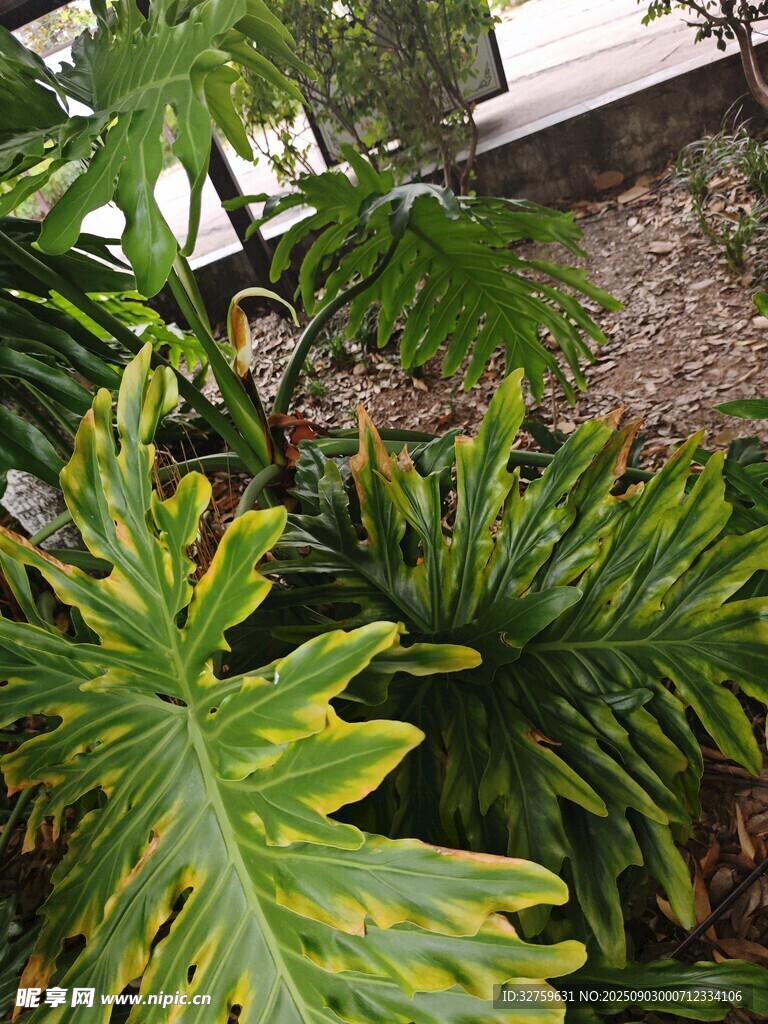 翠绿斑斓的热带观叶植物