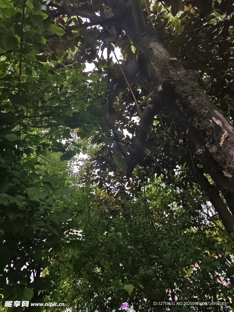 仰视茂密树林树冠