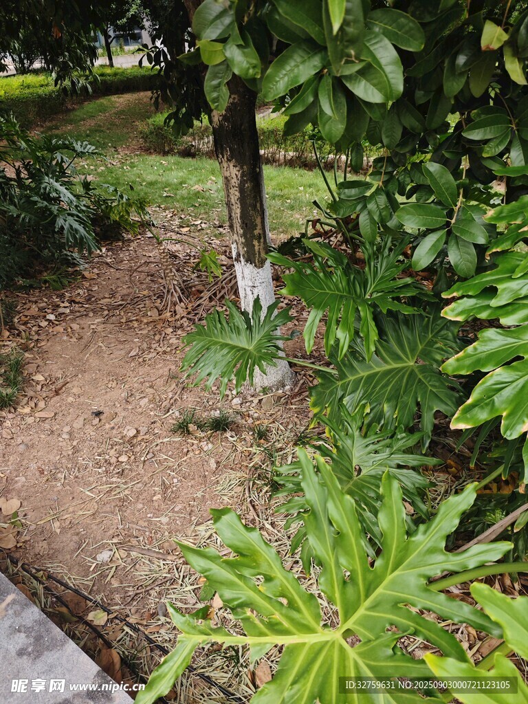 庭院绿植景观一角