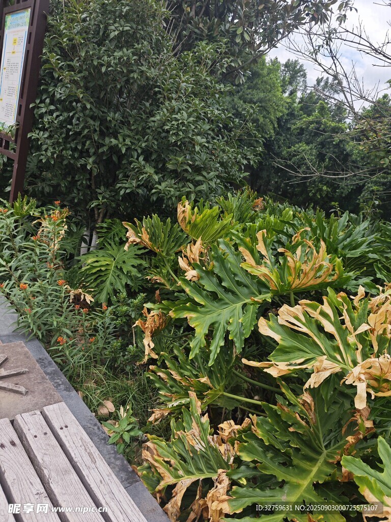 木栈道旁的繁茂绿植