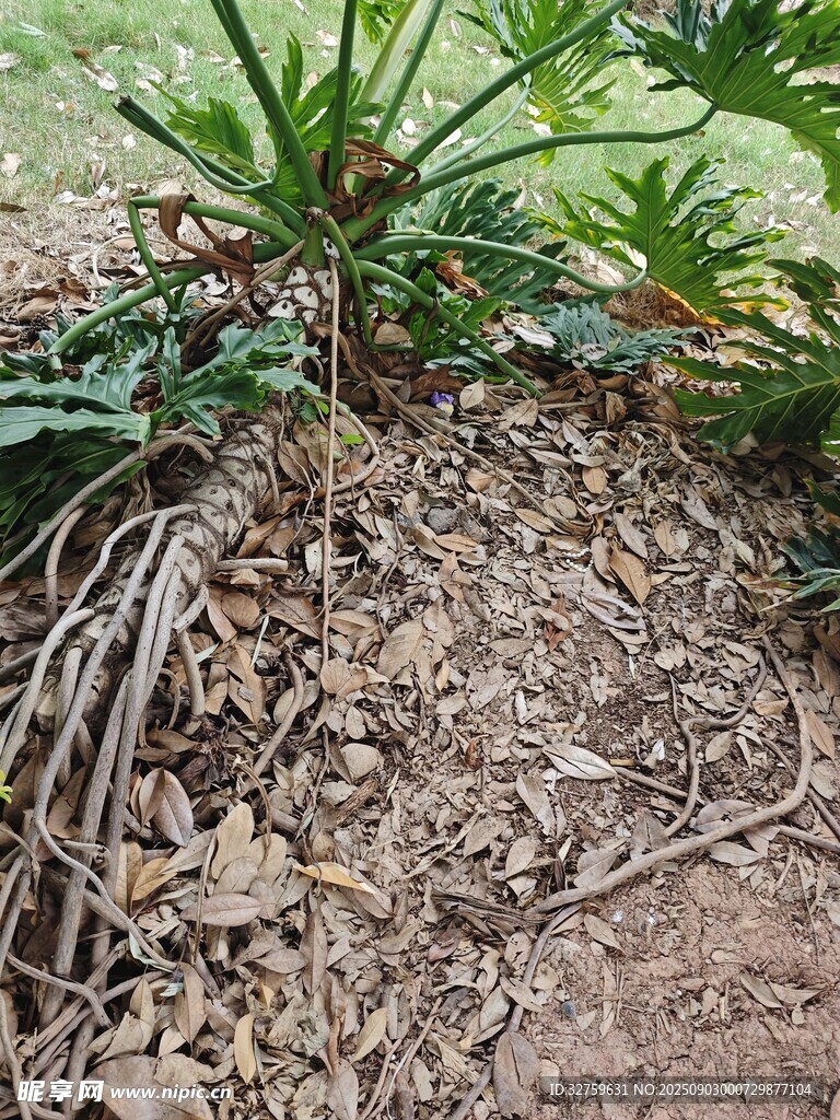 植物根部特写