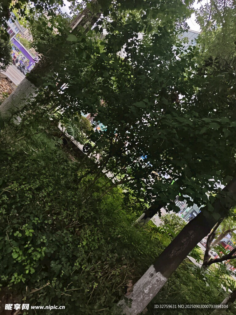 繁茂树林中的自然景致