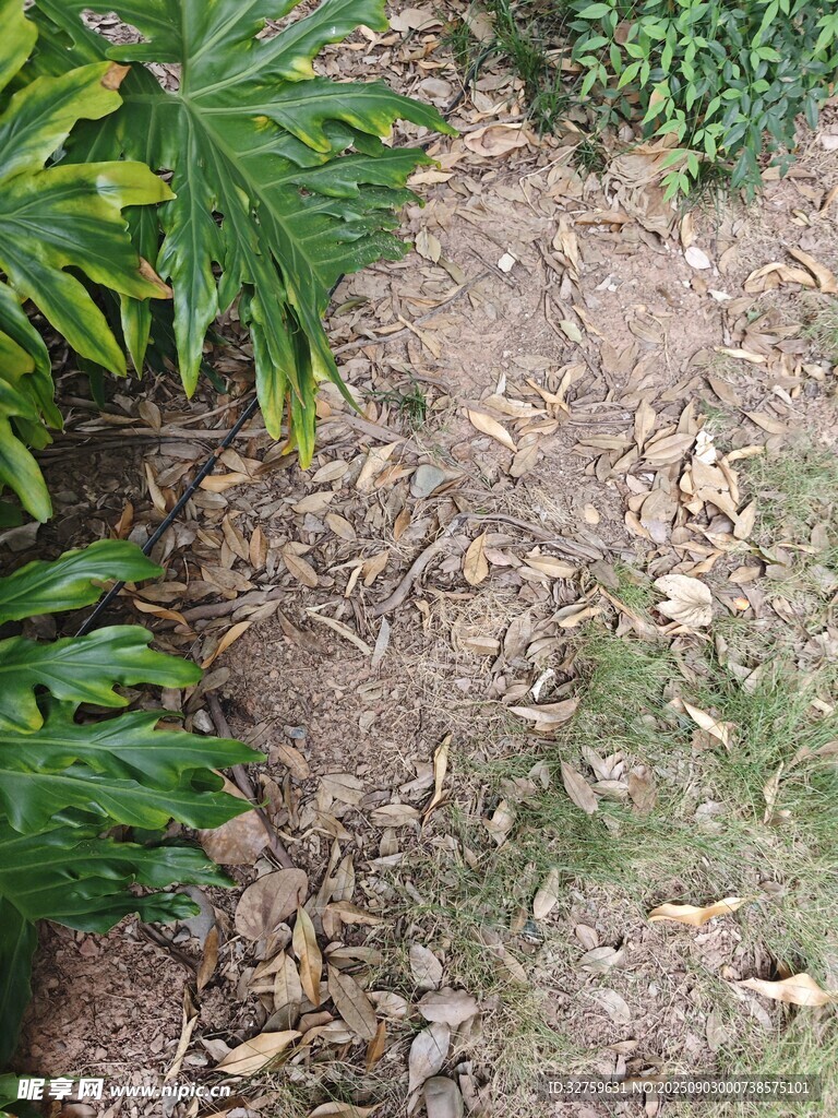 地面上的枯叶与绿植