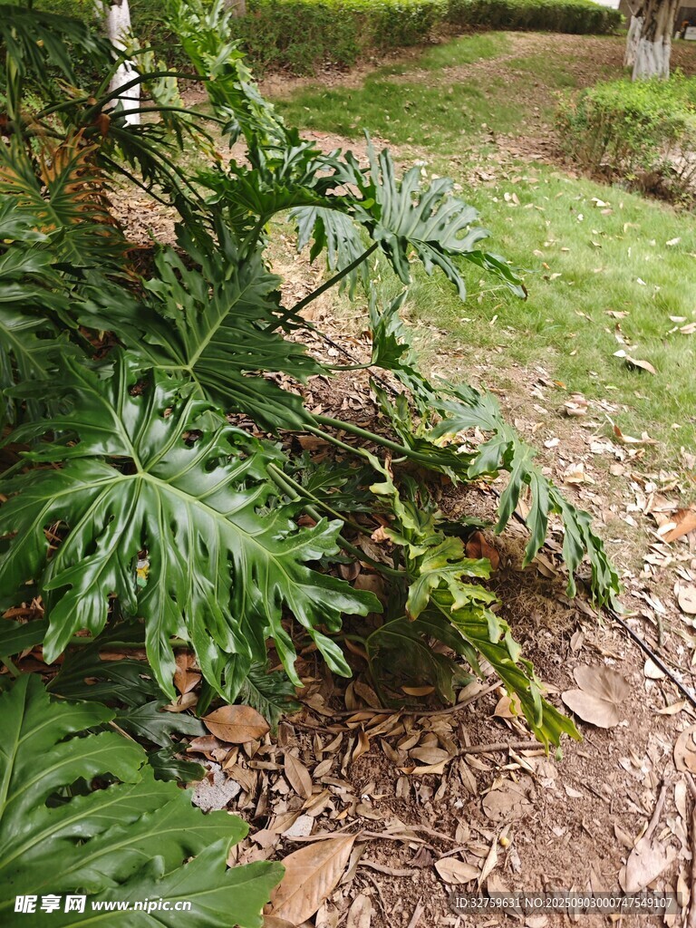 户外绿植特写