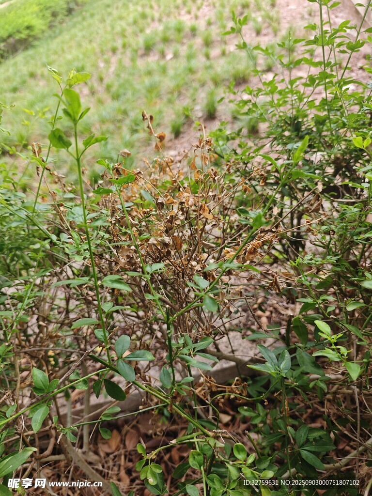 野外繁茂绿植景象