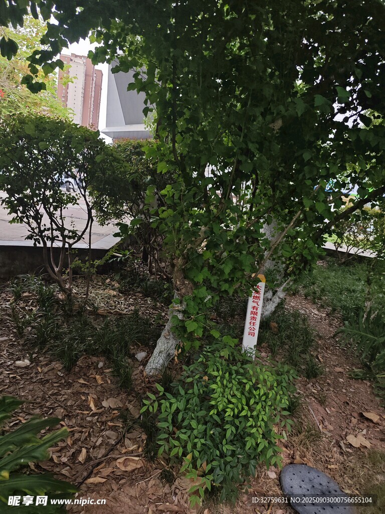 庭院绿植景观一角