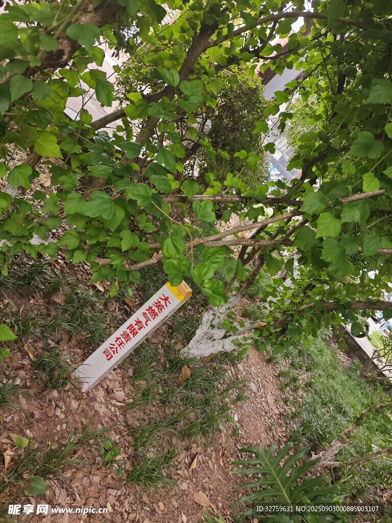 林间倾斜的彩色标识牌