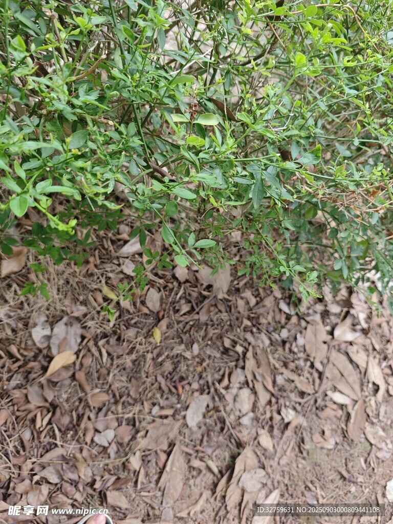 地面绿植景象