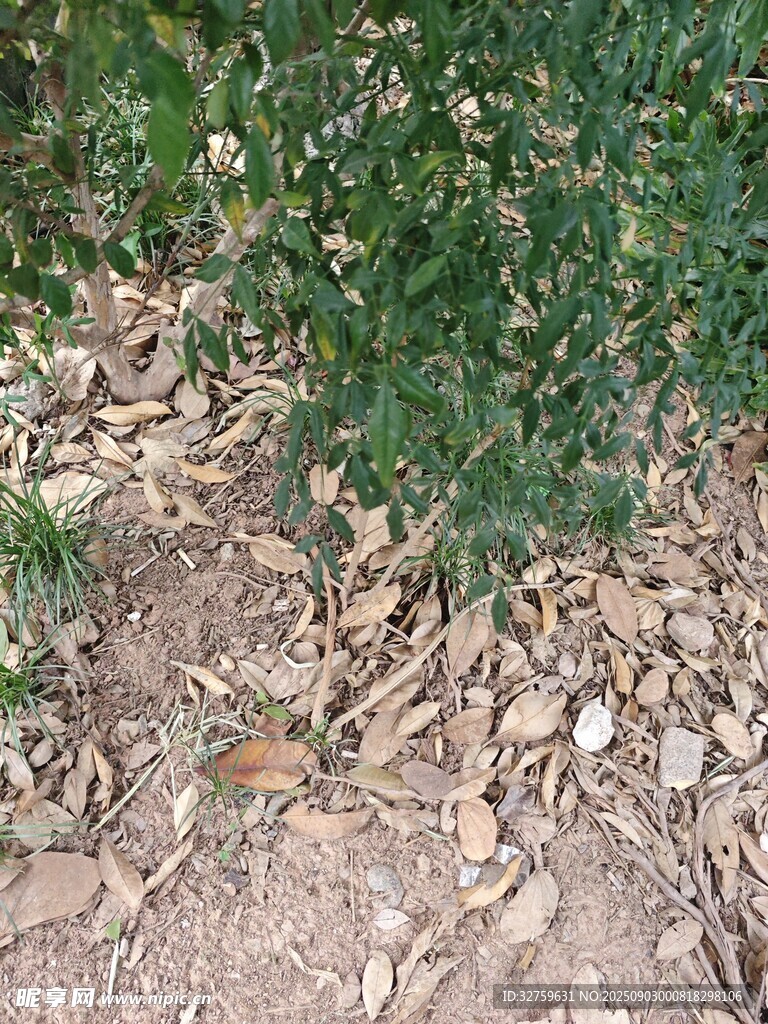 地面绿植与散落枯叶景象