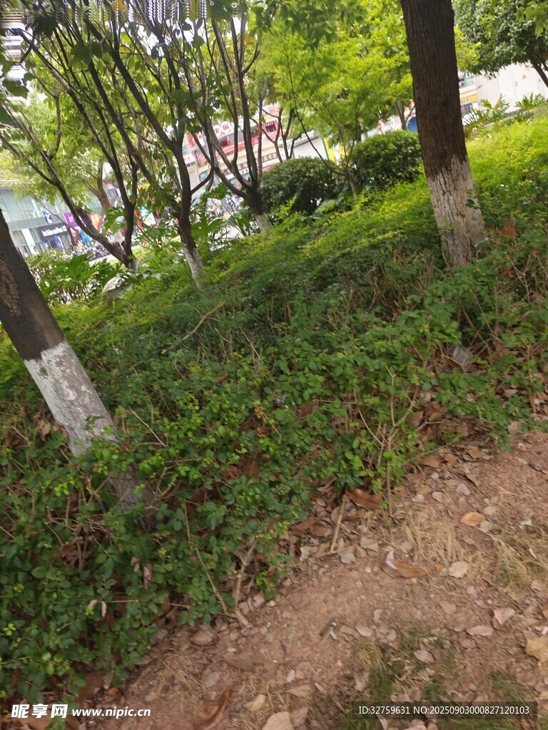 林间小径