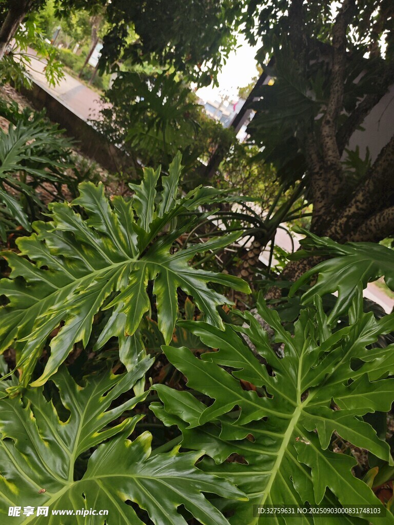 繁茂绿植展现自然生机