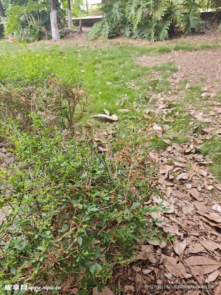 户外草地与落叶景观