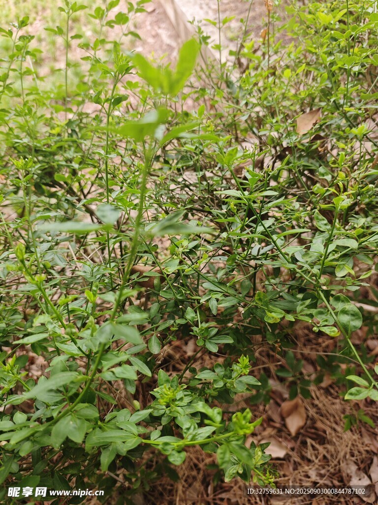 茂密丛林中的繁茂绿植
