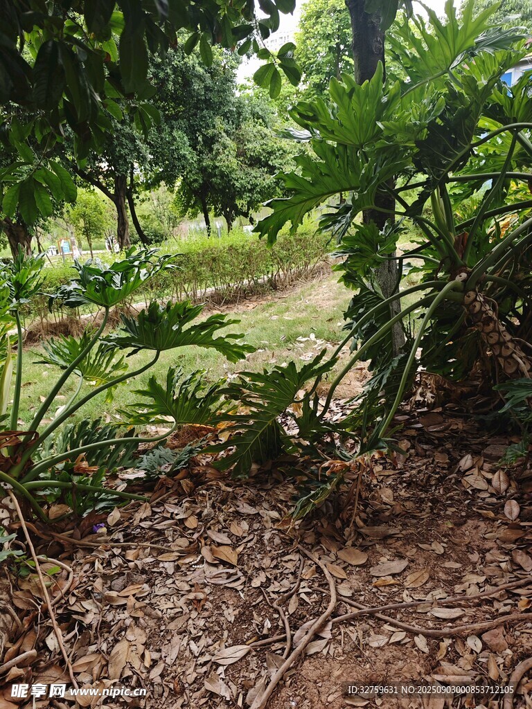 林间绿植环绕的自然小径