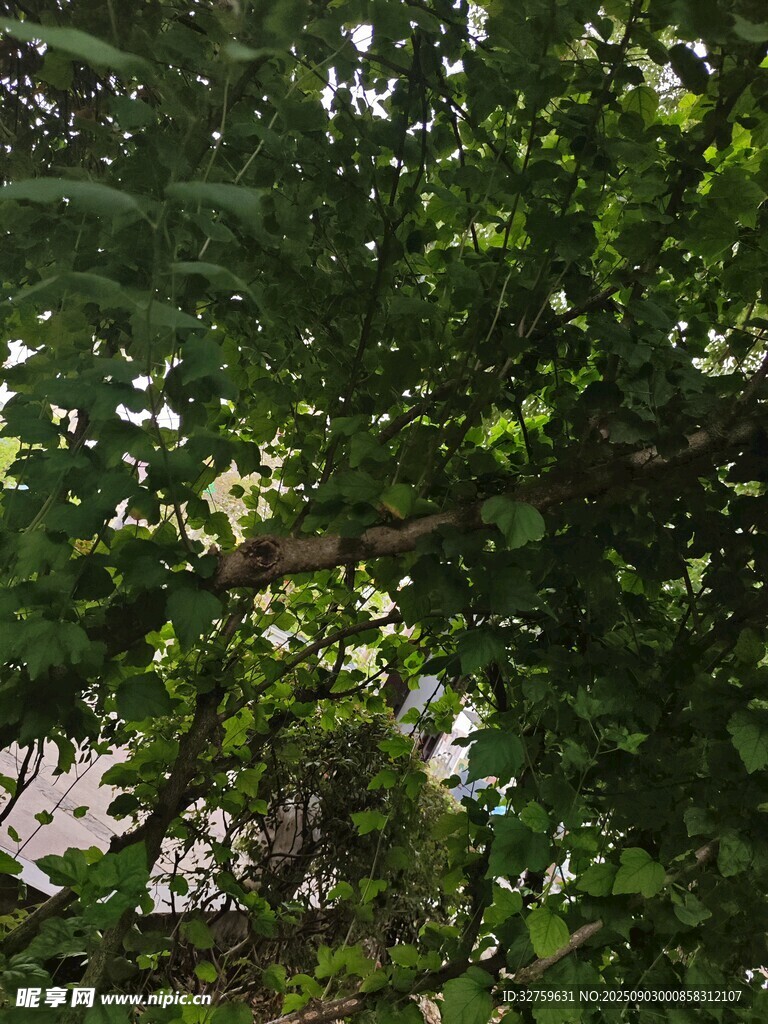 繁茂绿叶间的隐秘景致