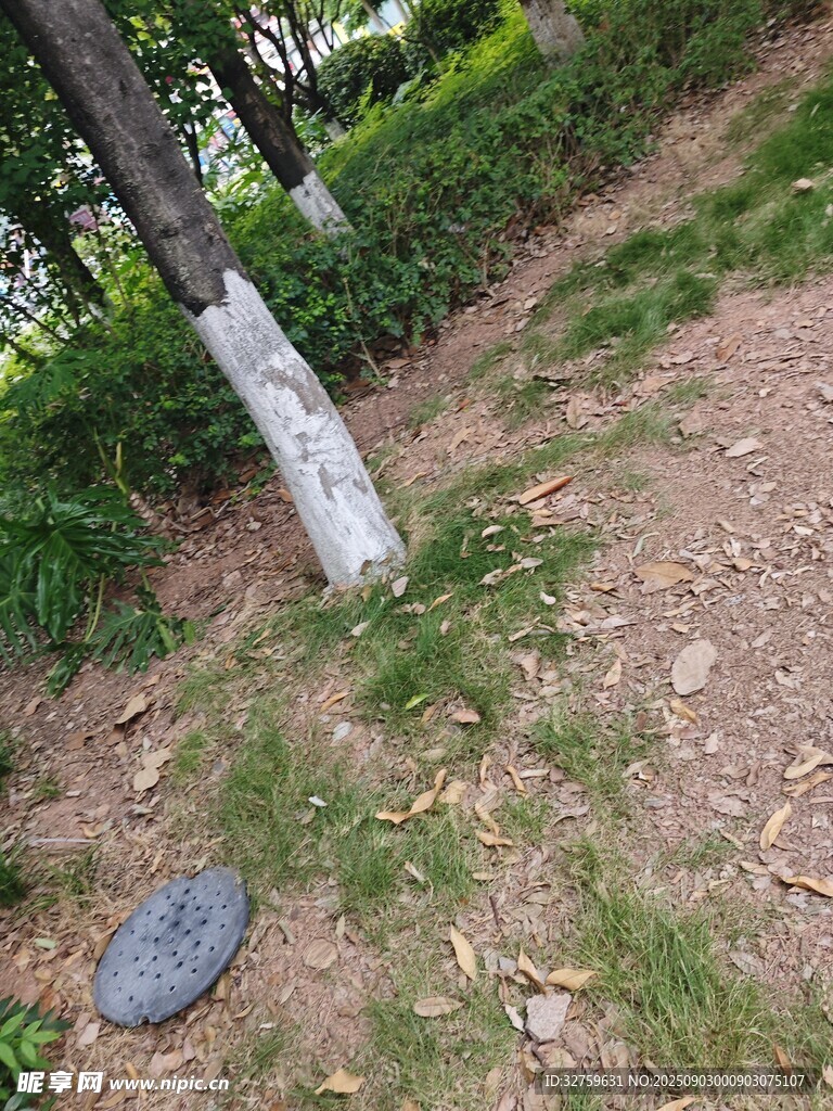林间树下的自然地面景象