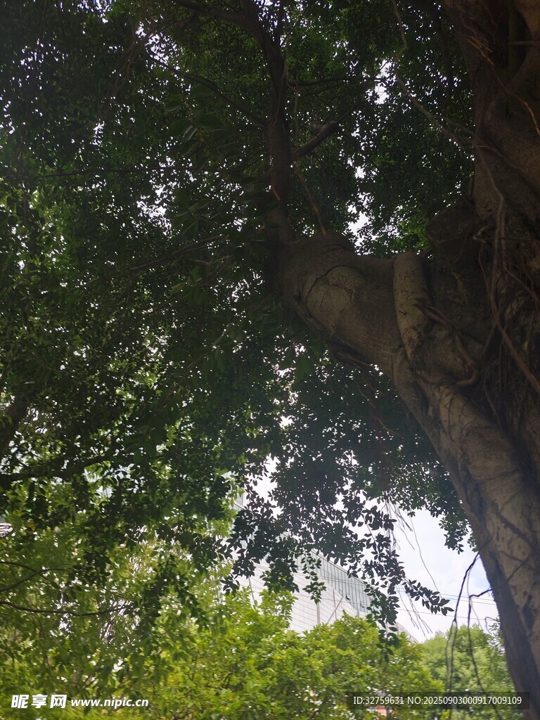 繁茂大树下的绿意景致