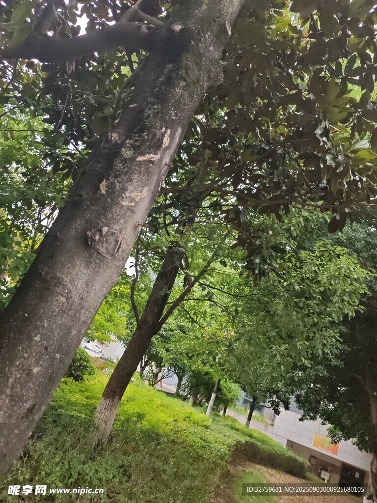 公园内葱郁树木与小径