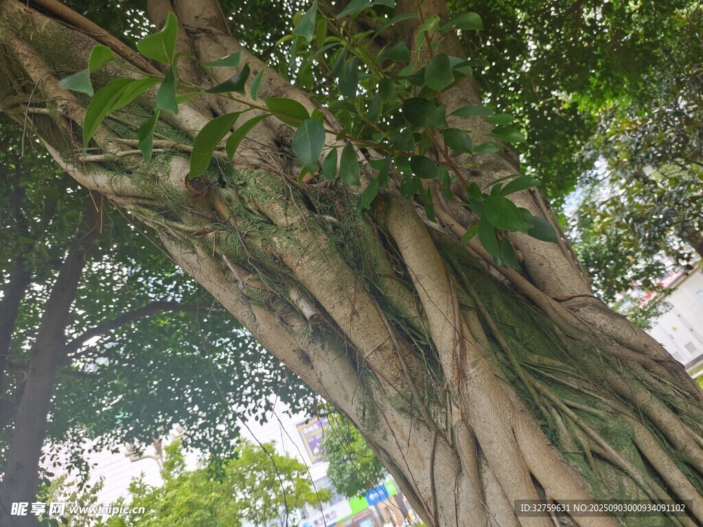 巨大榕树的繁茂根系