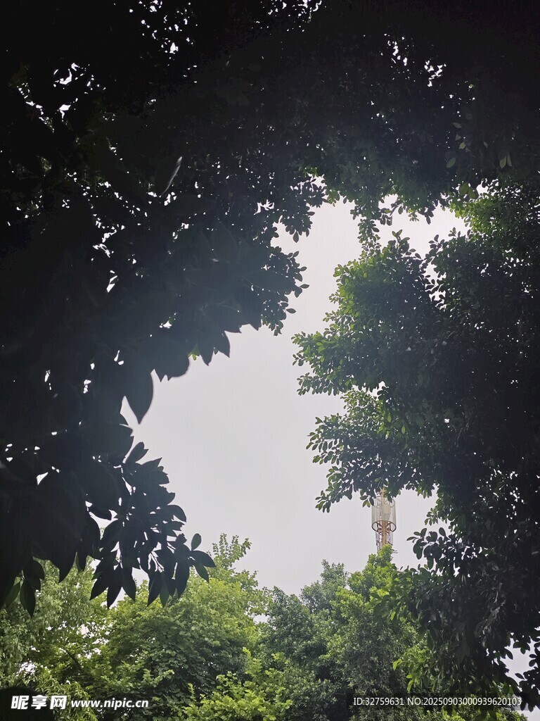透过枝叶望天空