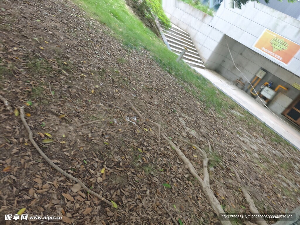 地面杂乱的枯枝落叶