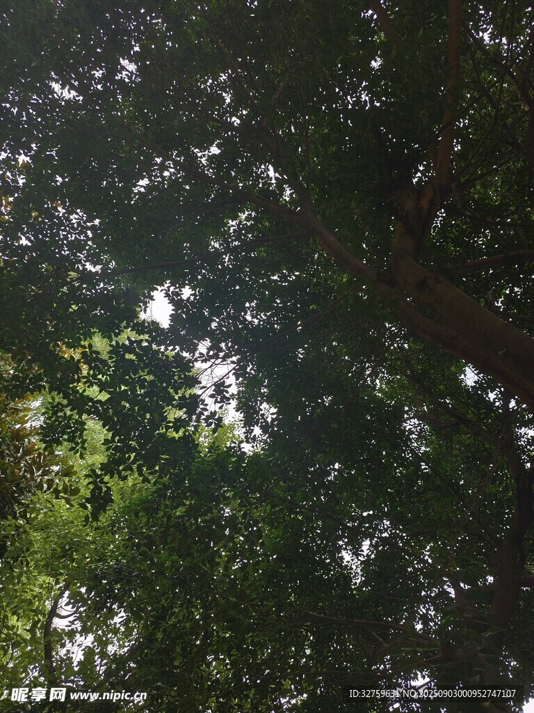透过枝叶的斑驳阳光