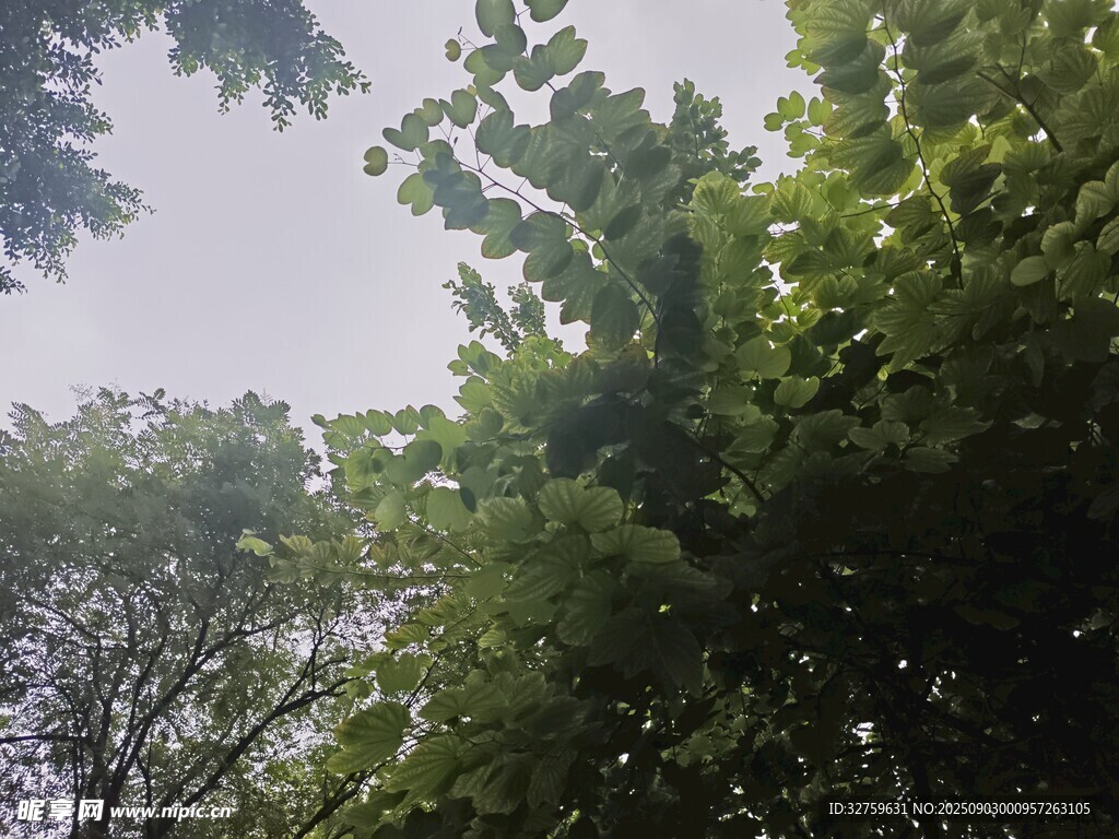 绿叶繁茂的树梢景象