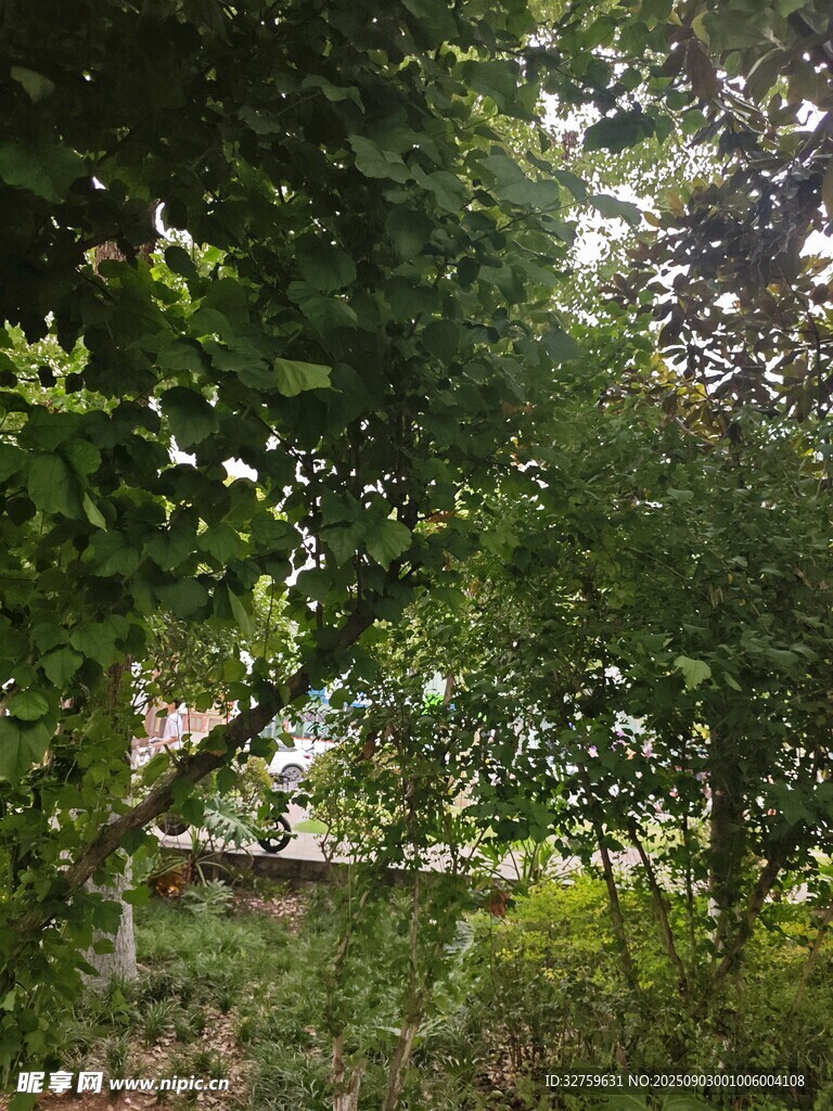 林间绿意盎然的自然景象