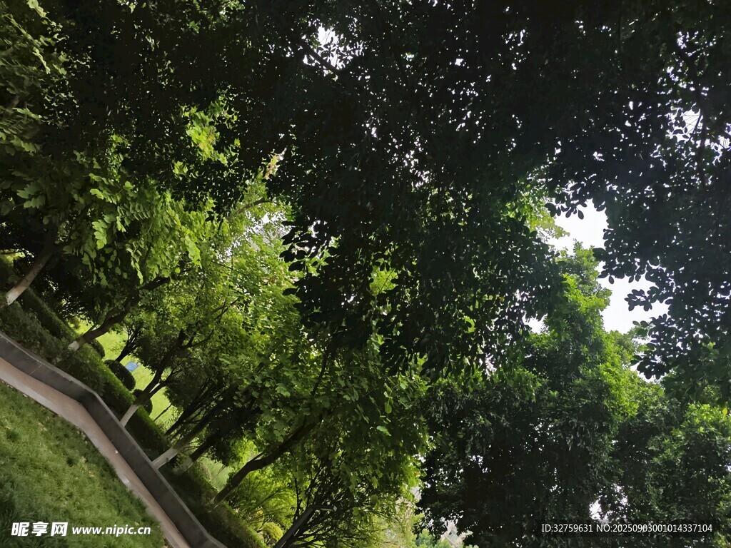 林间蜿蜒小径 