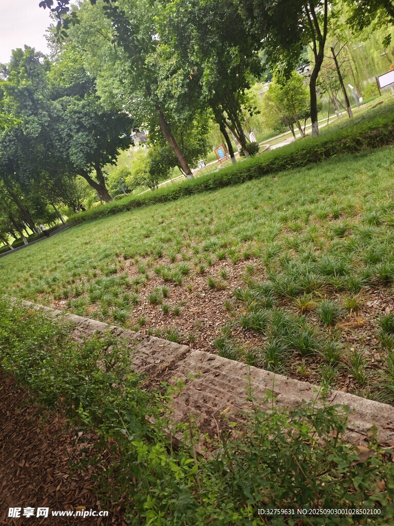 绿意盎然的公园草地景观