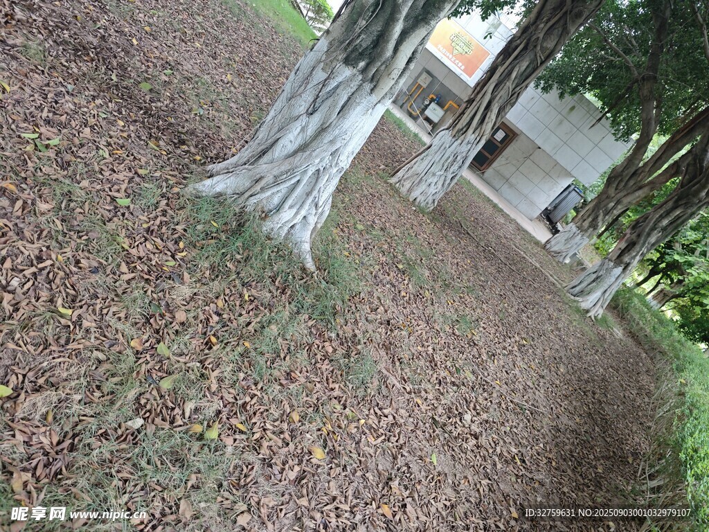树下庭院场景