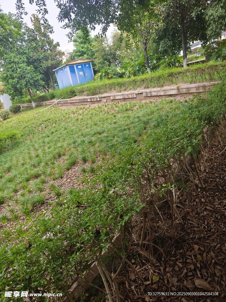 户外绿意盎然的自然场景