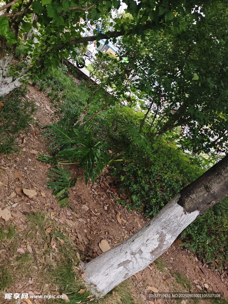 林间 