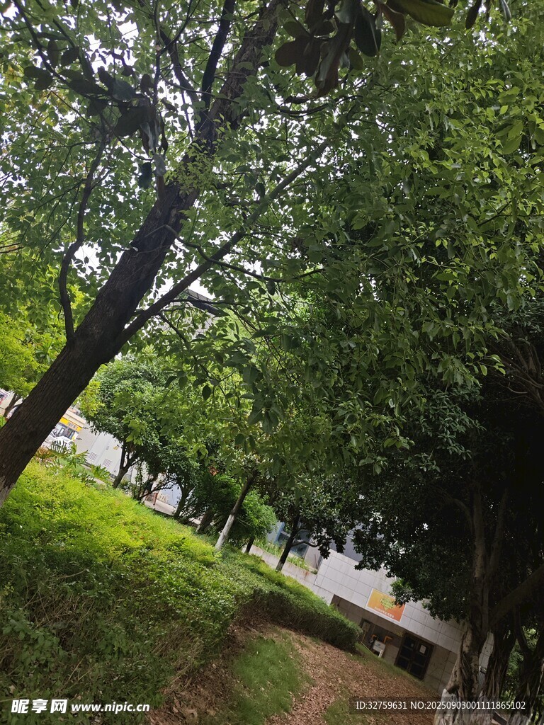 林间小径 