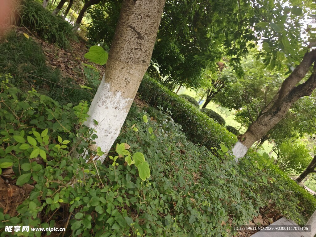 城市中的绿意盎然景观