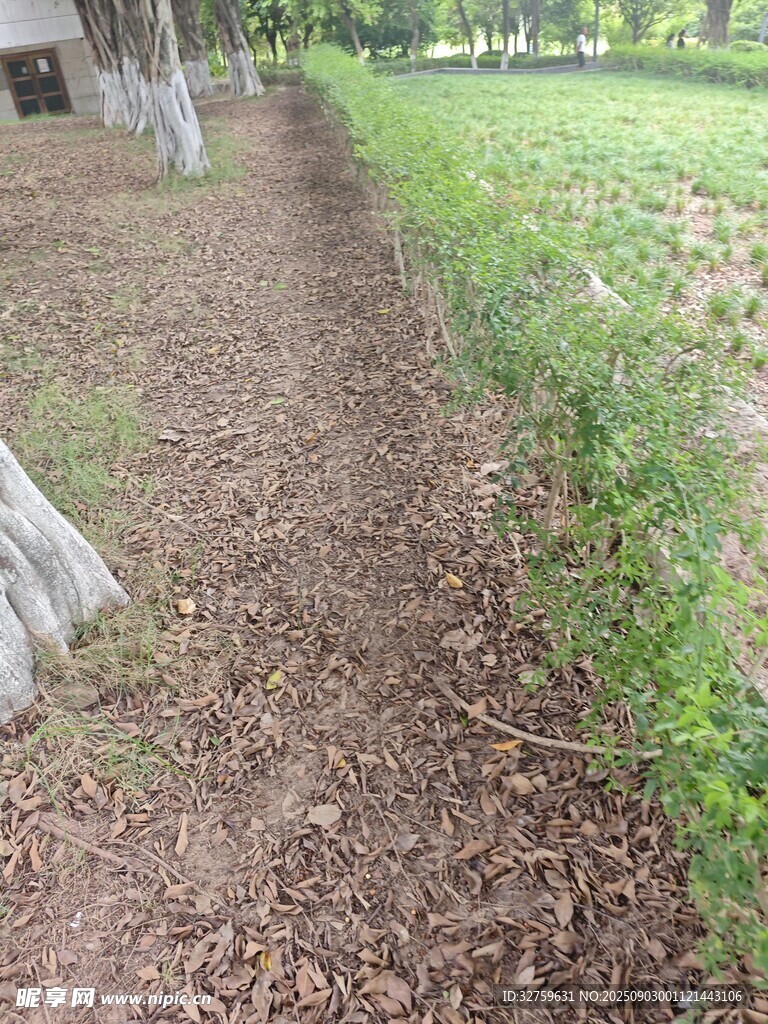 林间泥土小径