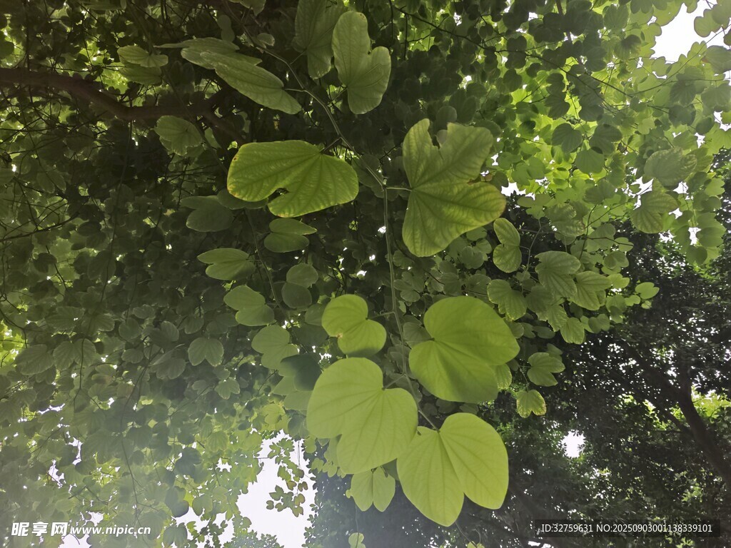 绿叶繁茂的树冠景象