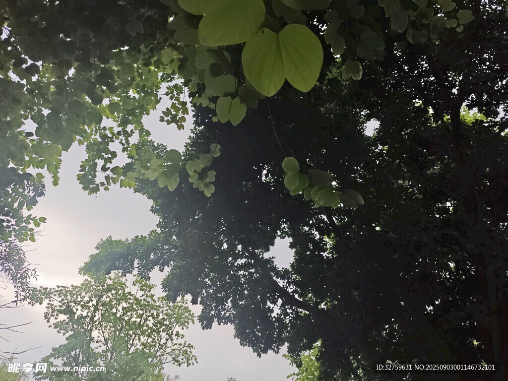 透过树叶看天空