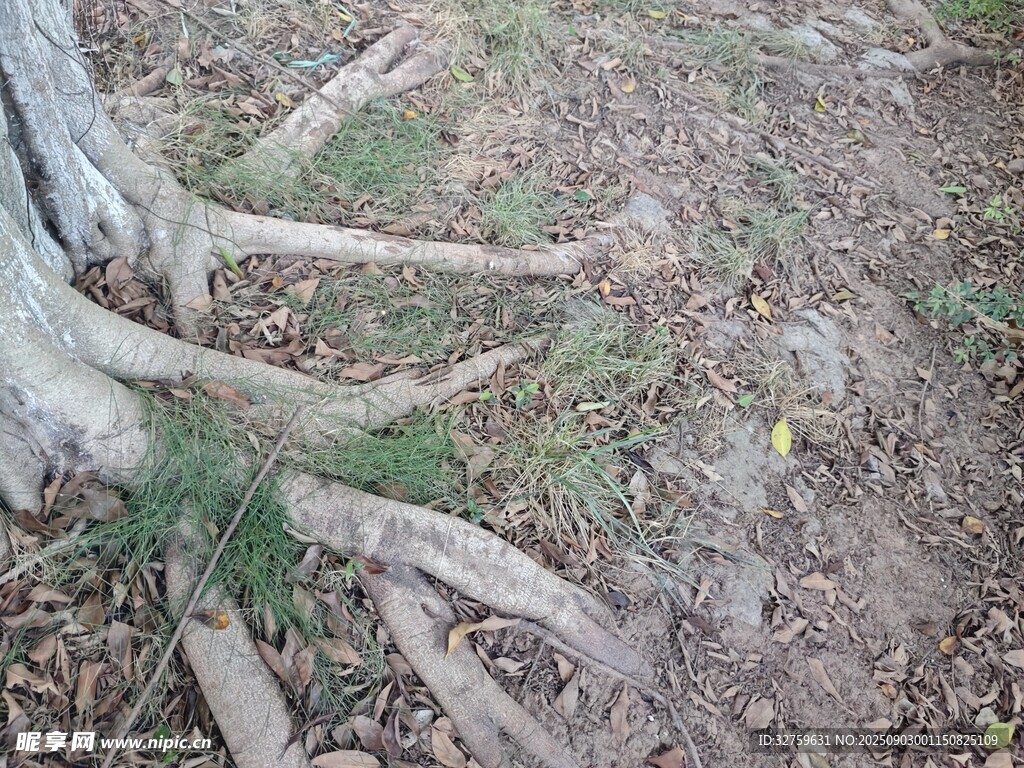 树根裸露于地面的景象