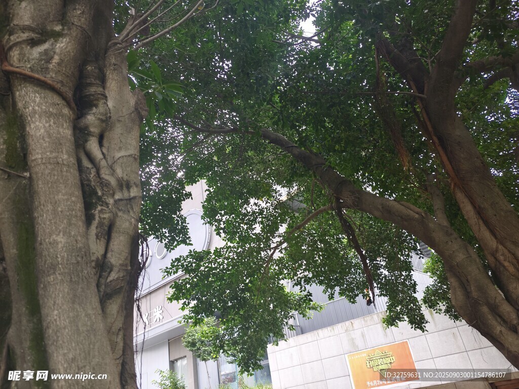 粗壮榕树枝叶繁茂景象