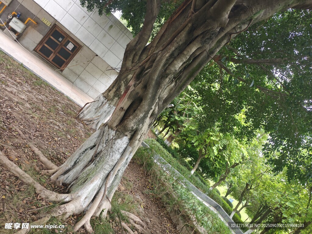 粗壮老树扎根庭院
