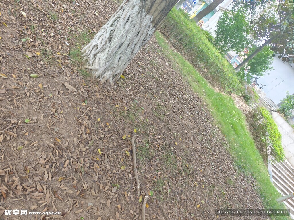 树下泥土与草地景象