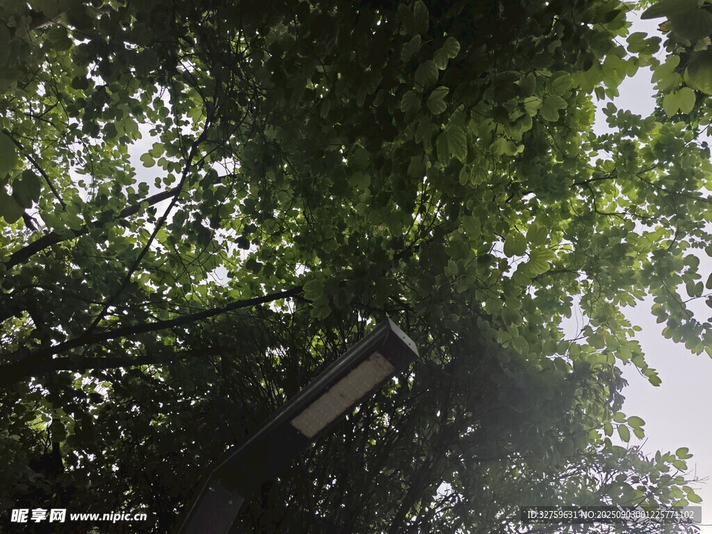 林间树梢 