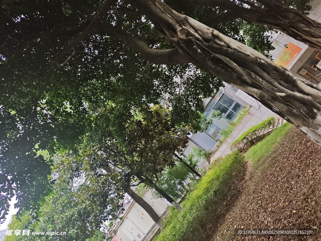 林荫下的静谧校园景致
